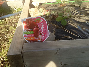 イチゴの苗