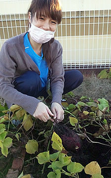 芋を収穫